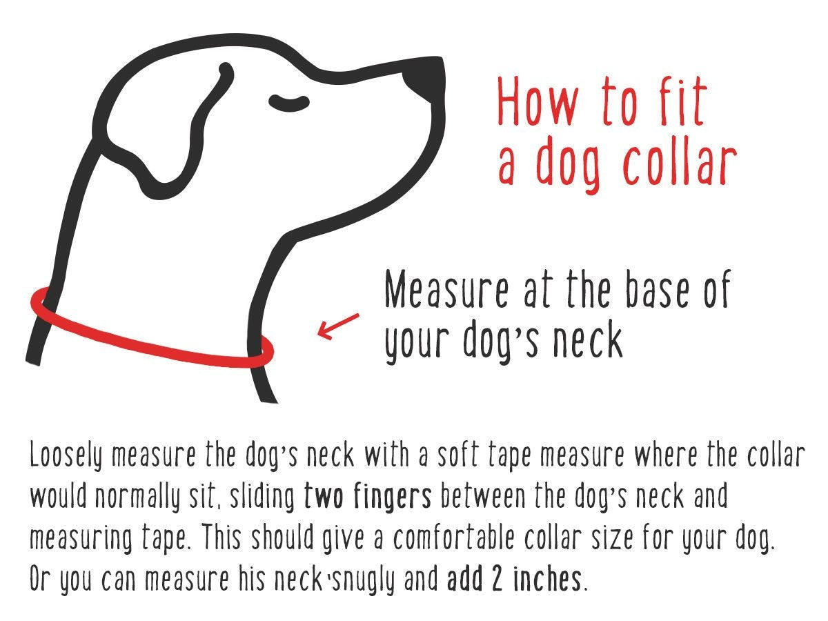 Guide on how to fit a dog collar for comfort and sizing with measuring instructions